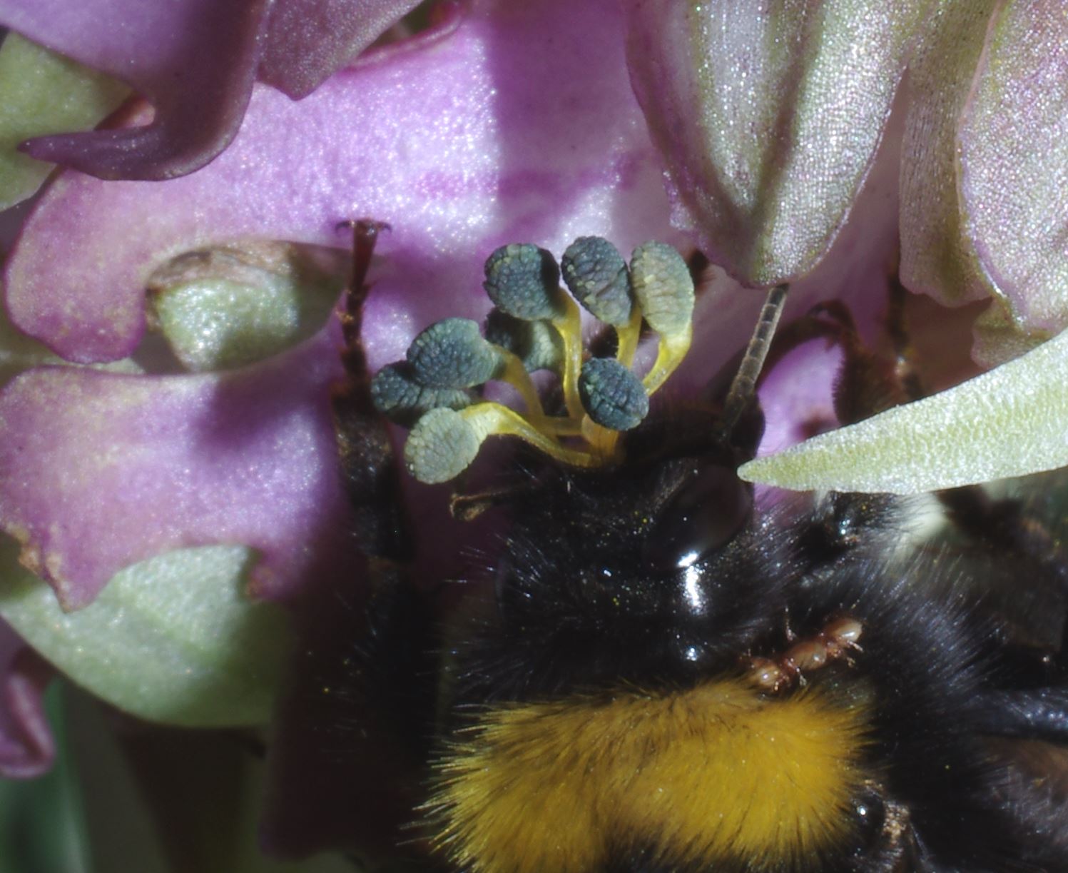 Bombo con pollinidi di orchidea: Bombus (Pyrobombus) pratorum